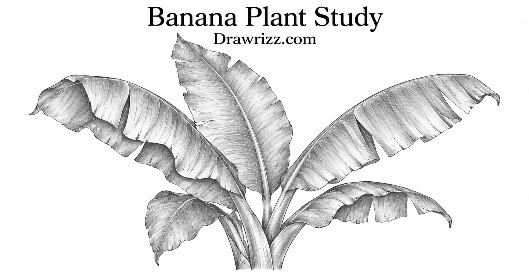 35 Leaf Drawing Ideas for Creative Botanical Sketches Leaf Drawing Ideas featuring a realistic banana plant pencil sketch with broad tropical leaves, natural torn edges, curved stems and detailed black-and-white shading.