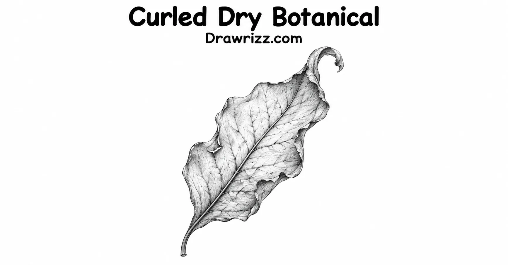 35 Leaf Drawing Ideas for Creative Botanical Sketches Leaf Drawing Ideas featuring a curled dry leaf with wrinkled texture, natural veins and detailed black and white botanical sketch.