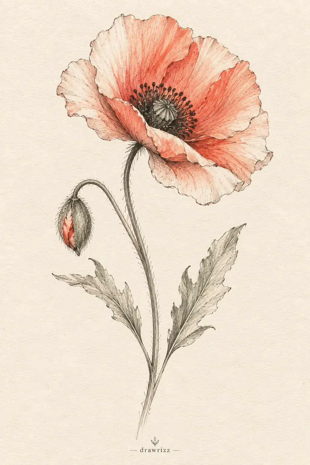 Delicate Poppy easy flower drawing ideas featuring a soft coral poppy sketch with flowing petals, detailed center, bud, stem and leaves.