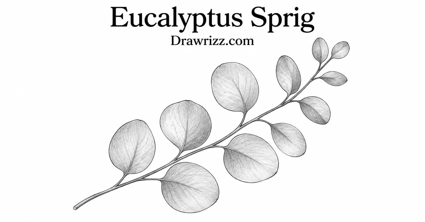 35 Leaf Drawing Ideas for Creative Botanical Sketches Leaf Drawing Ideas featuring a eucalyptus sprig with rounded leaves, slender curved stem and detailed black and white botanical art.