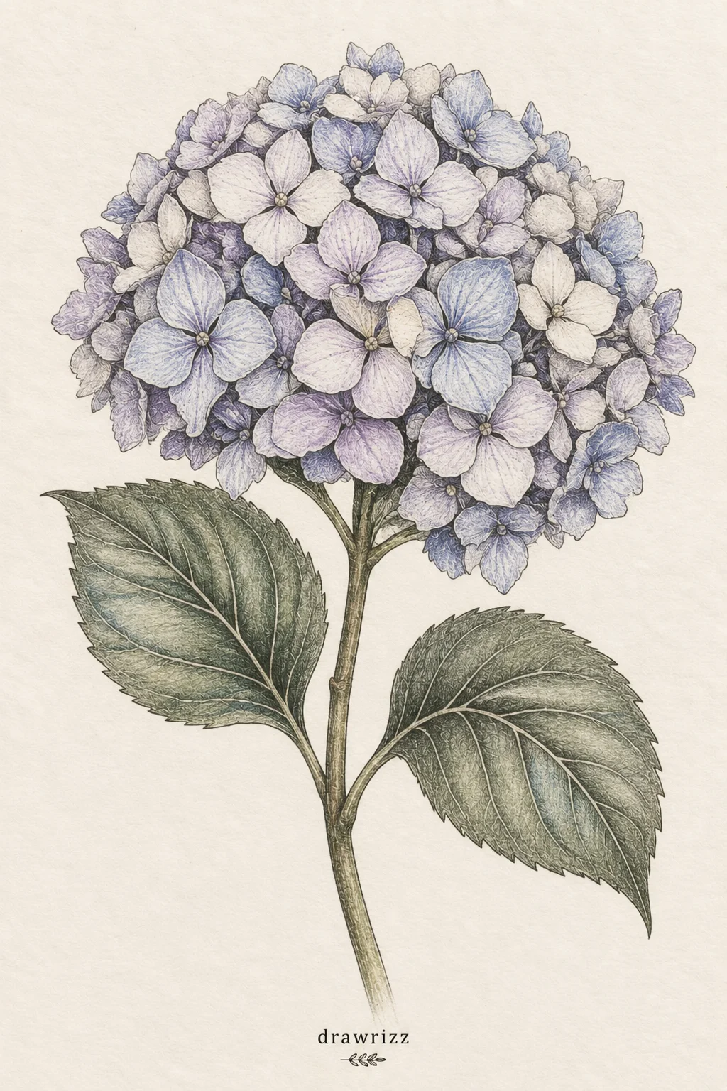Hydrangea Cluster easy flower drawing ideas featuring soft blue and purple hydrangea blossoms with detailed petals, stem and green leaves.