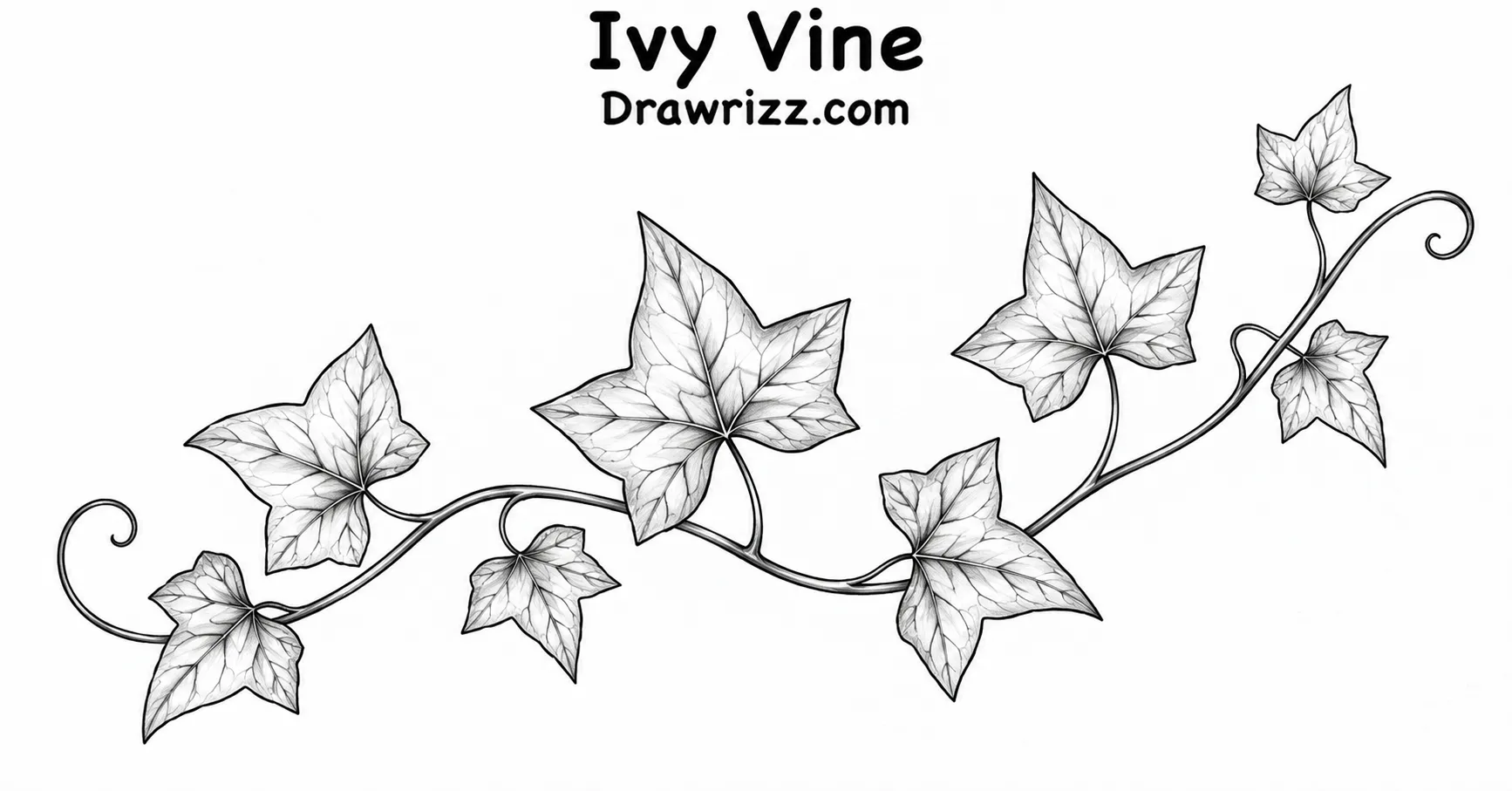 35 Leaf Drawing Ideas for Creative Botanical Sketches Leaf Drawing Ideas featuring a flowing ivy vine with pointed leaves, curling stems and delicate black and white botanical details.