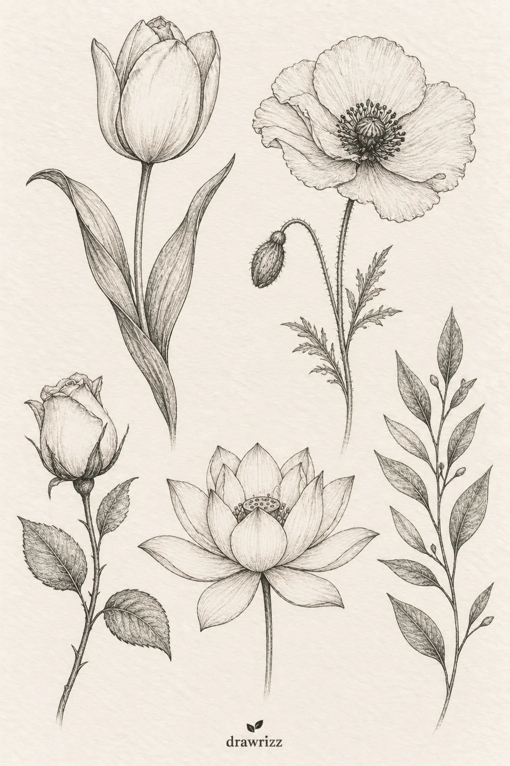 Simple Ideas for a Minimalist Style featuring clean pencil sketches of a tulip, poppy, rosebud, lotus flower, and delicate leafy branch with fine botanical linework and an uncluttered composition.