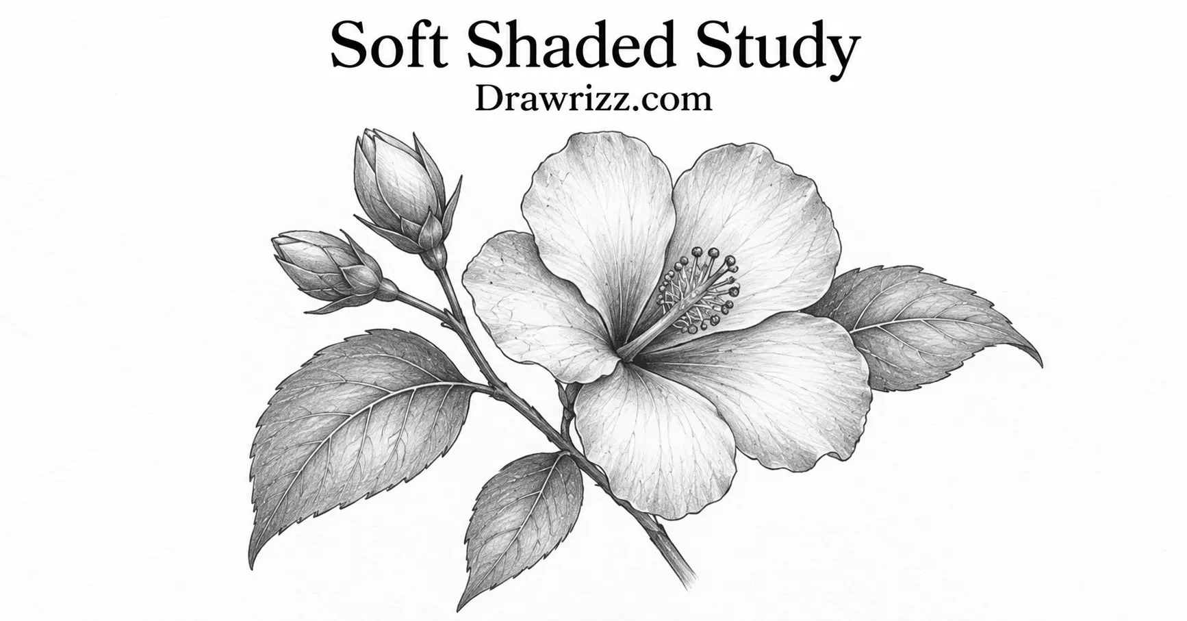 35 Leaf Drawing Ideas for Creative Botanical Sketches Leaf Drawing Ideas featuring a softly shaded flower with detailed petals, buds, textured leaves and elegant pencil botanical art