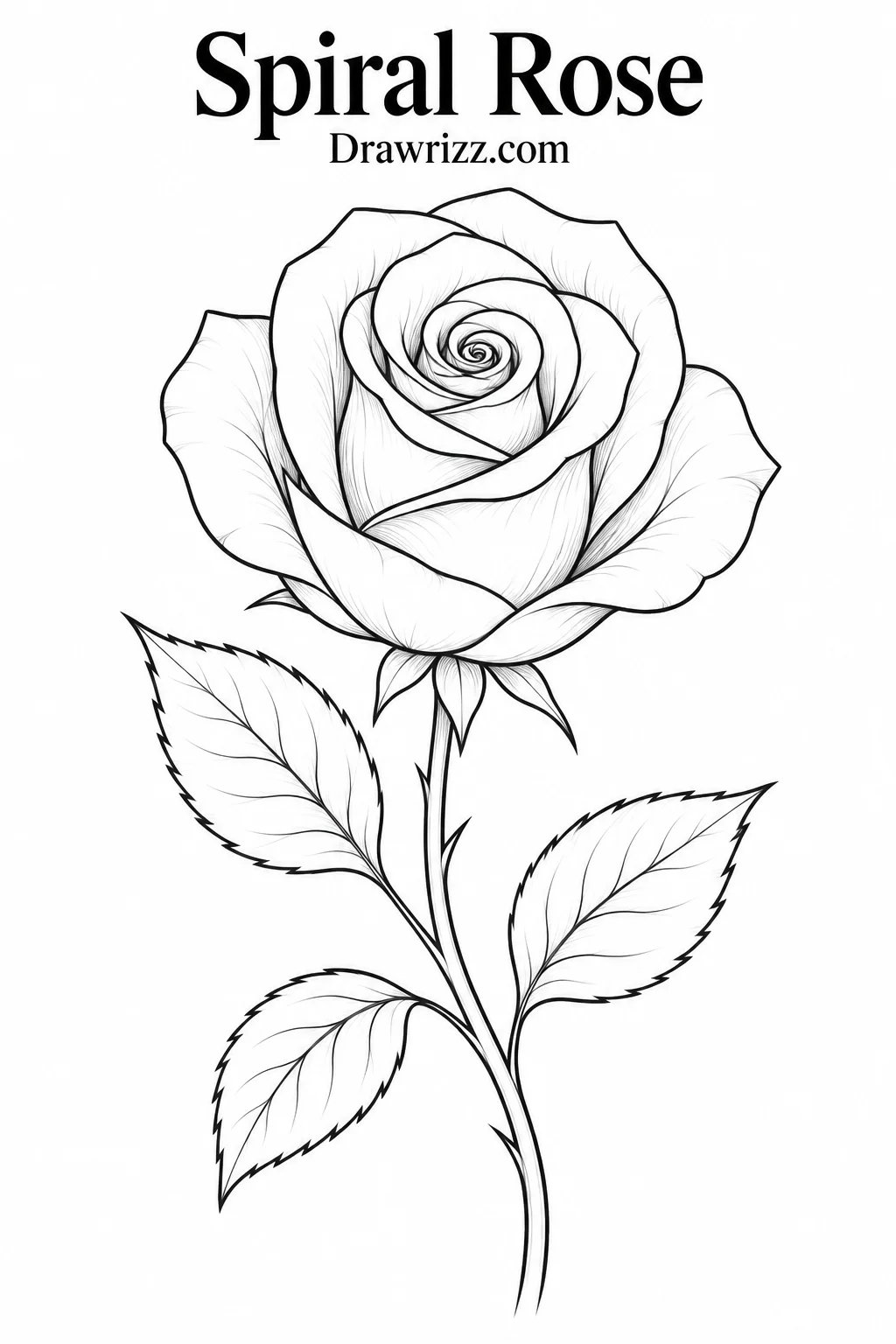 Spiral rose drawing with elegant layered petals, a detailed swirling center, curved stem and three leaves in clean black line art.