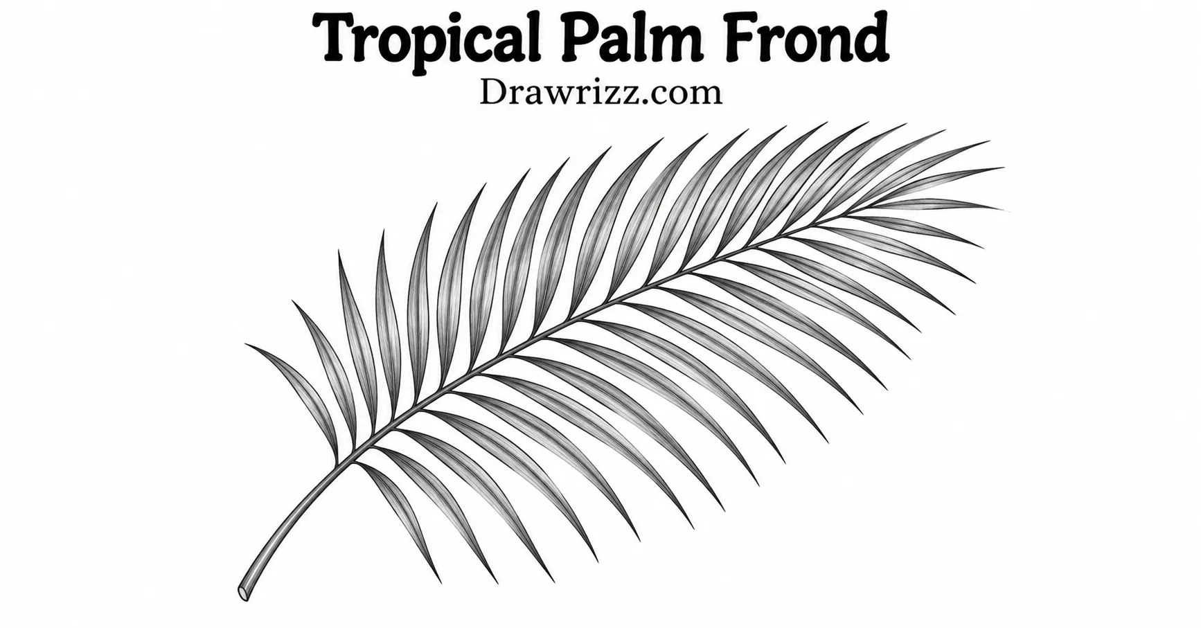 35 Leaf Drawing Ideas for Creative Botanical Sketches Leaf Drawing Ideas featuring a tropical palm frond pencil sketch with a long curved central stem and many slender pointed leaves in detailed black-and-white line art.
