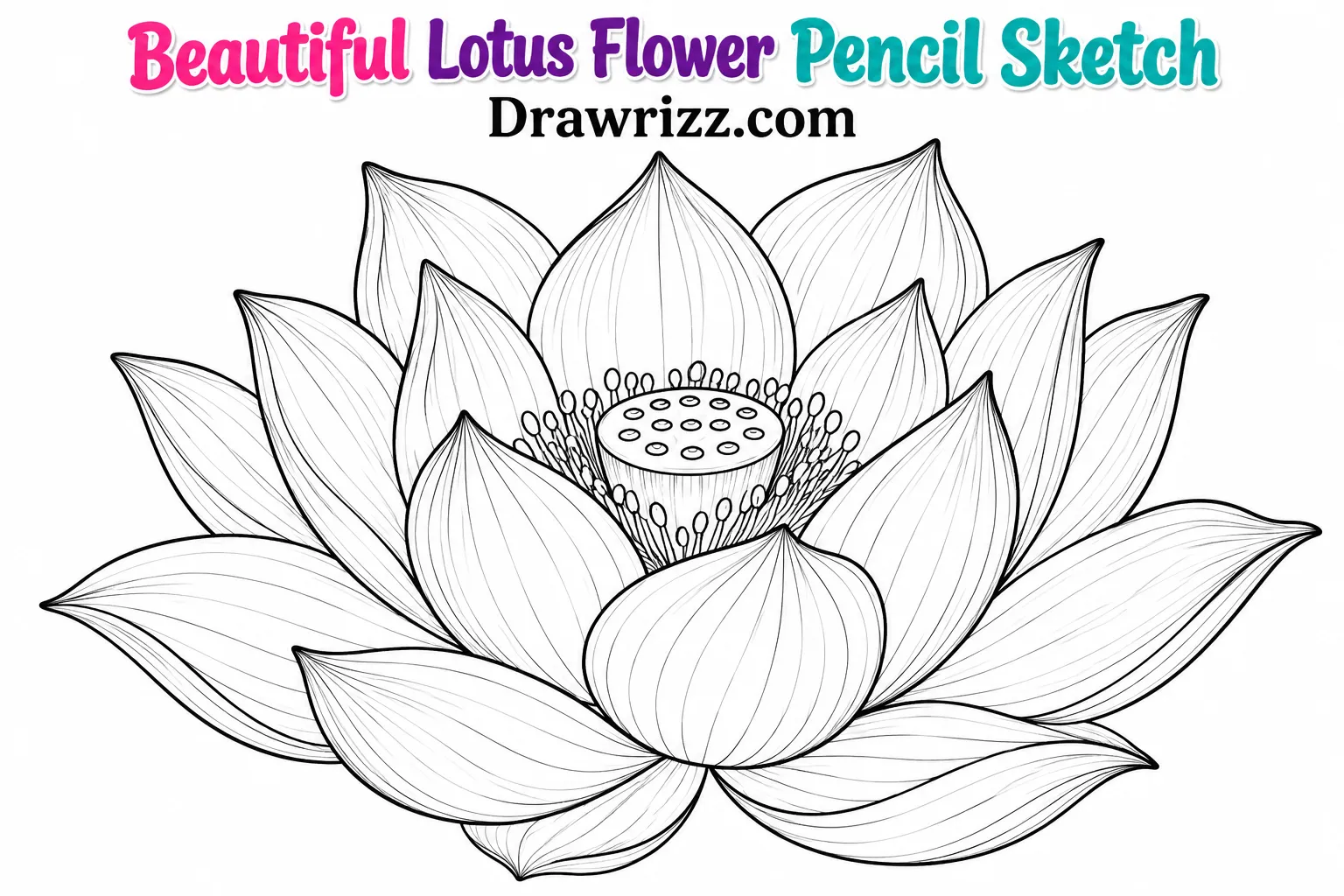 15 Easy Lotus Drawing Ideas for Beginners and Kids Lotus Drawing Ideas featuring a beautiful open lotus flower with layered petals, detailed seed pod, and elegant black line art.