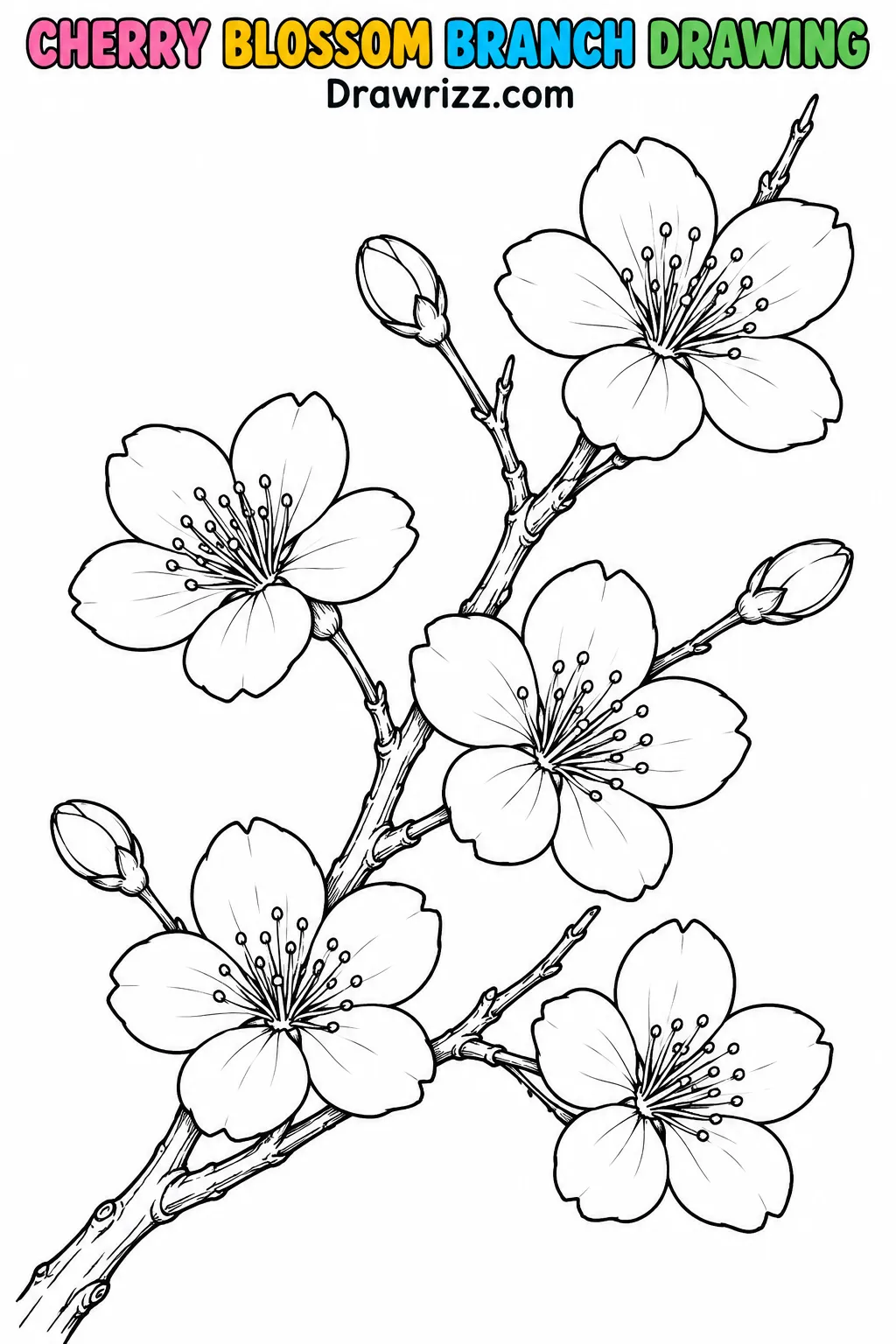 Cherry Blossom Drawing Ideas featuring a beautiful sakura branch with five flowers and three buds, perfect for easy coloring.