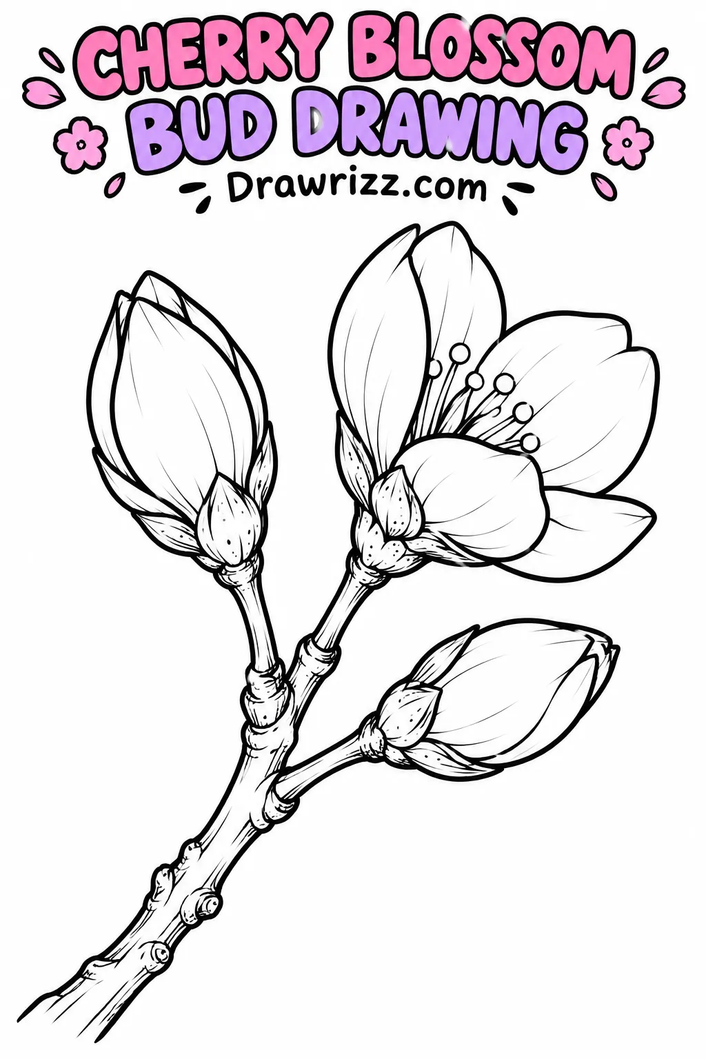 Cherry Blossom Drawing Ideas featuring two sakura buds and one opening flower on a twig, printable botanical coloring artwork.