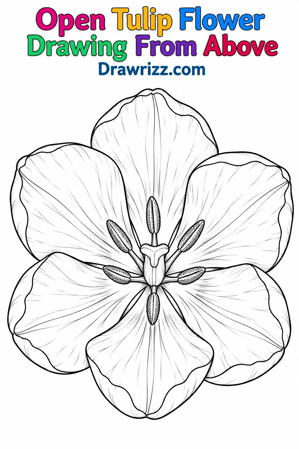 Tulip Drawing Ideas featuring an open tulip from above with six overlapping petals, central pistil, stamens and fine line art