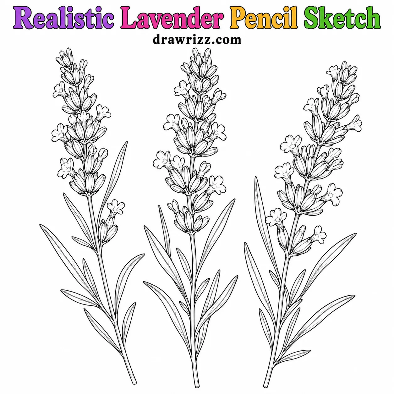 15 Lavender Drawing Ideas for Easy and Cute Flowers Lavender Drawing Ideas featuring three realistic lavender sprigs with detailed buds, slim leaves and clean coloring outlines.