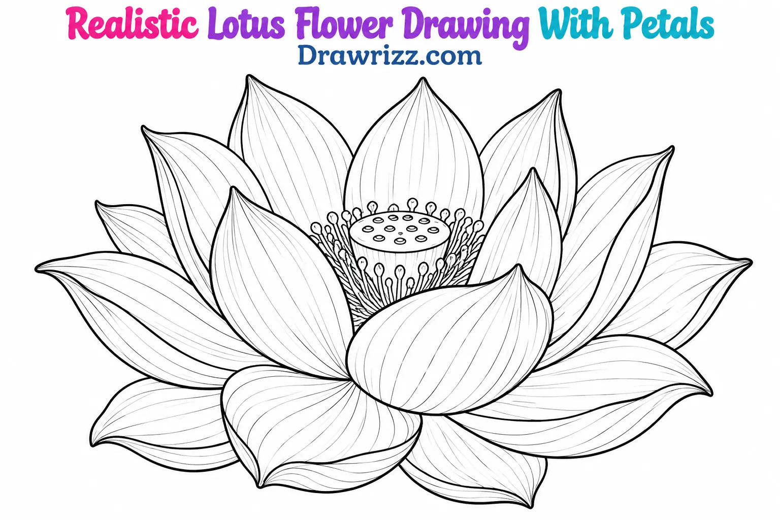 15 Easy Lotus Drawing Ideas for Beginners and Kids Lotus Drawing Ideas featuring a realistic blooming lotus flower with layered petals, fine veins, and a detailed central seed pod.