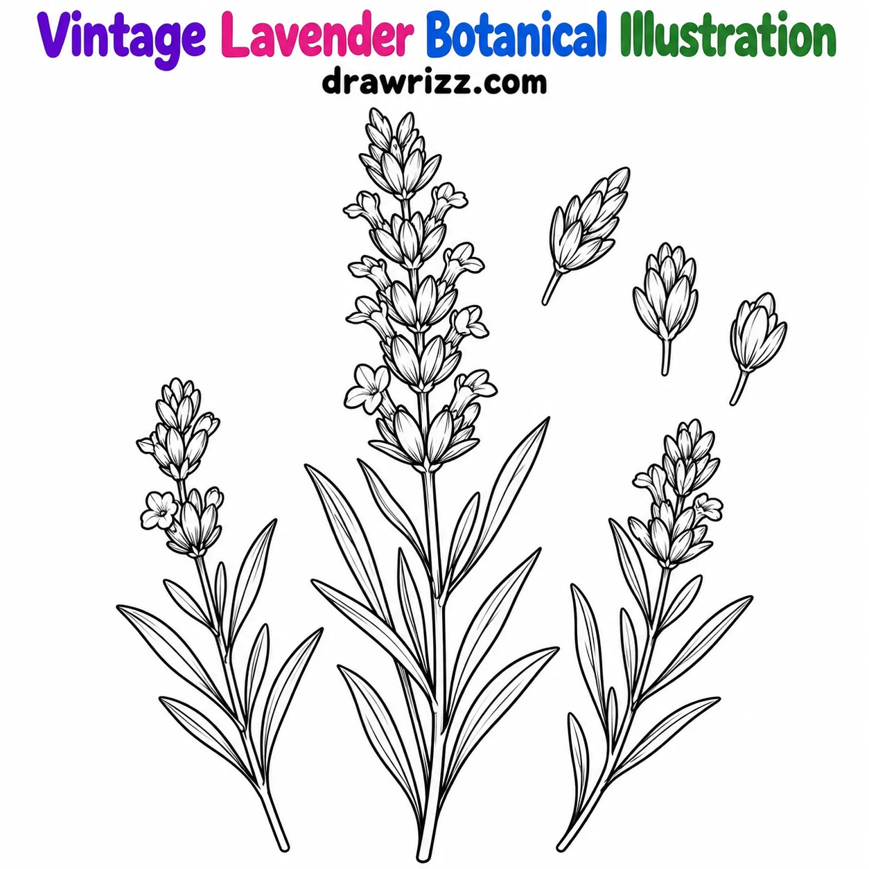 15 Lavender Drawing Ideas for Easy and Cute Flowers Lavender Drawing Ideas featuring vintage botanical art with one tall lavender stem, two smaller sprigs and three loose buds.